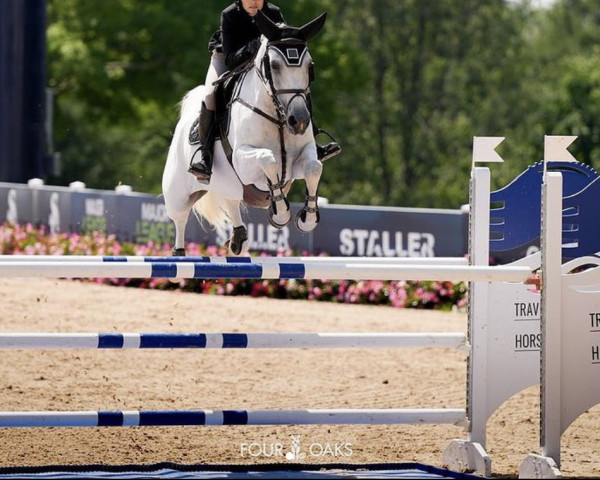 jumper Oquido van het Eikehof (Belgian Warmblood, 2014, from Der Senaat 111)