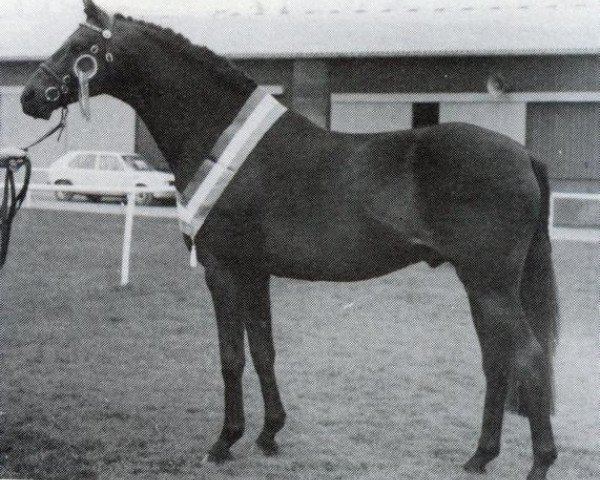 stallion Glenfield Hill Cottage (British Riding Pony, 1971, from Bwlch Hill Wind)