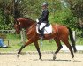 dressage horse Forsyth 4 (Westphalian, 2010, from Florenciano 6)