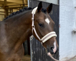 dressage horse St. Thomas (Westphalian, 2018, from Secret)