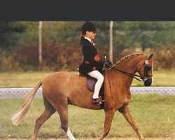 horse Colbeach Royal Duty (British Riding Pony, 1980, from Keston Royal Occasion)