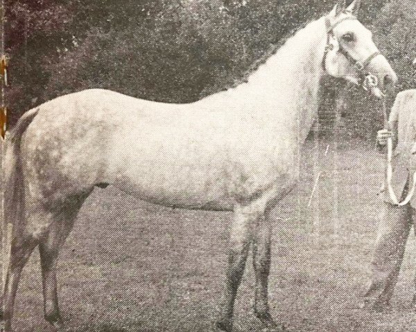 Pferd Grey Start xx (Englisches Vollblut, 1948, von Red Merlin xx)