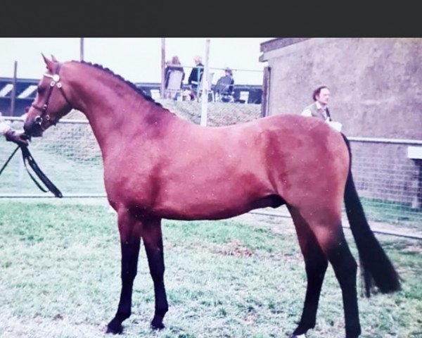stallion Rotherwood Peter Pan (Welsh Partbred, 1994, from Westacre Concerto)