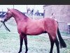 Deckhengst Rotherwood Peter Pan (Welsh Partbred, 1994, von Westacre Concerto)