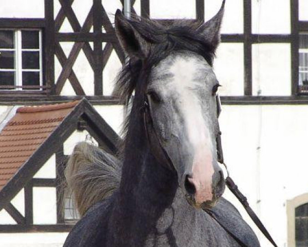 stallion Agat (Schlesier, 2003, from Hutor 769)