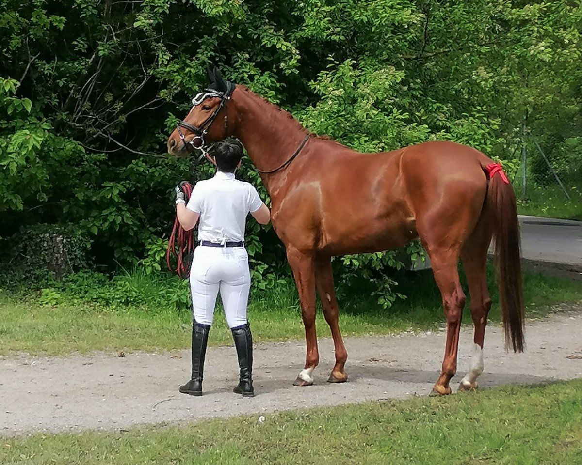 dressage horse La Bonita 83 (Hanoverian, 2019, from Livaldon)