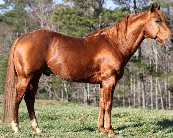 horse Smartest Little Cat (Quarter Horse,  , from High Brow Cat)