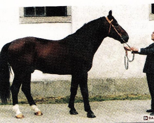 stallion Iner (Schlesier, 1989, from Glöckner 1433 Mo)