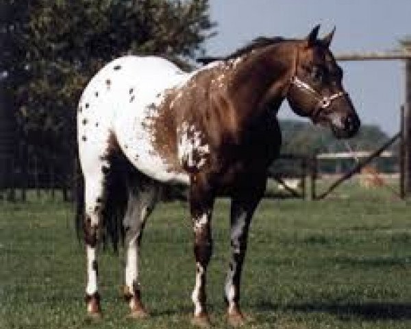 horse High Hand Rock (unknown,  )