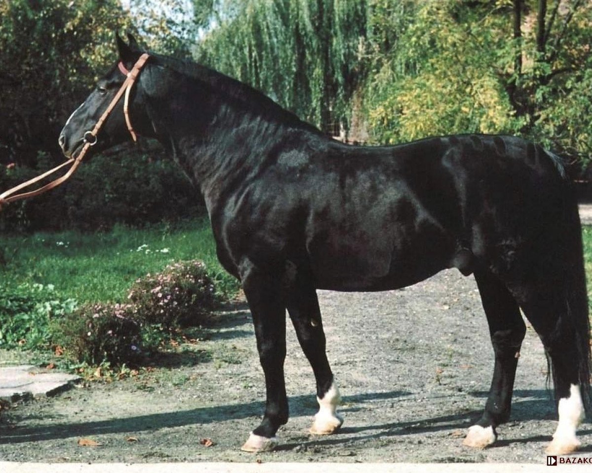 stallion Glöckner 1433 Mo (Heavy Warmblood, 1982, from Gletscher)