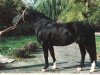 stallion Glöckner 1433 Mo (Sachse, 1982, from Gletscher)