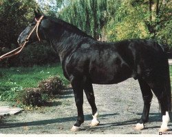 Deckhengst Glöckner 1433 Mo (Schweres Warmblut, 1982, von Gletscher)