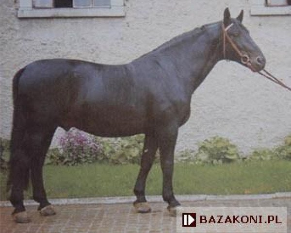 stallion Hak (Schlesier, 1968, from Prudnik)