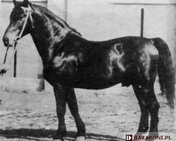 stallion Prudnik (Schlesier, 1952, from Skat)