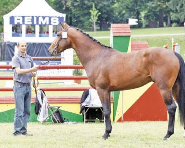stallion Volnay du Boisdeville (Selle Français, 2009, from Winningmood van de Arenberg)