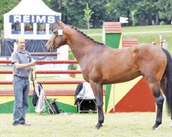 stallion Volnay du Boisdeville (Selle Français, 2009, from Winningmood van de Arenberg)