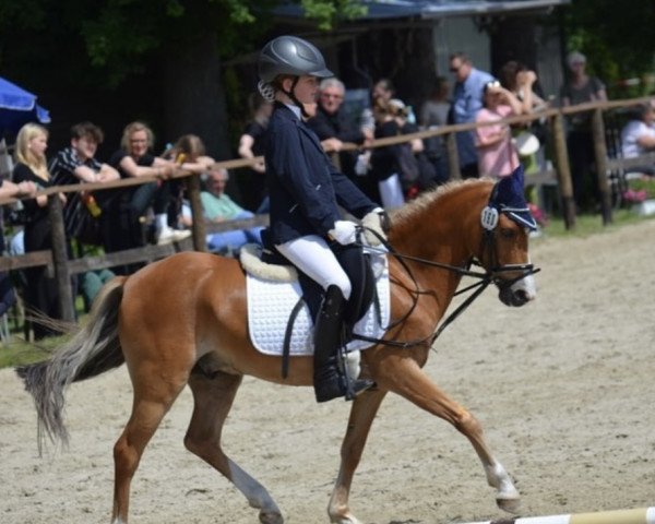 dressage horse Beautiful One (Welsh-Pony (Section B), 2009)