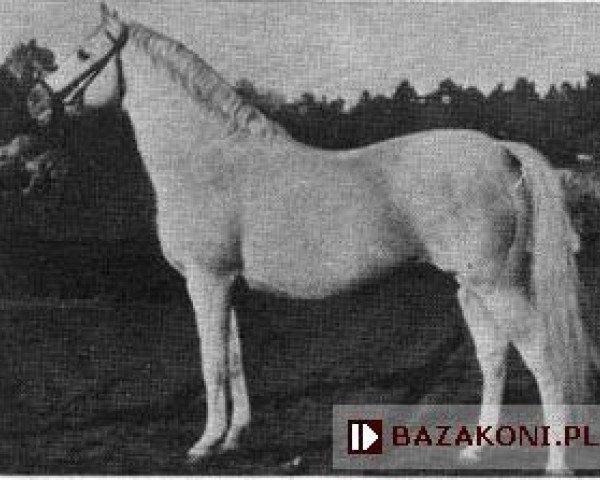Deckhengst Schagya Jantar (Shagya Jantar) (Malopolska, 1936, von Shagya X-13)