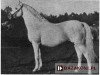 stallion Schagya Jantar (Shagya Jantar) (Little-Poland (malopolska), 1936, from Shagya X-13)