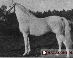 stallion Schagya Jantar (Shagya Jantar) (Little-Poland (malopolska), 1936, from Shagya X-13)