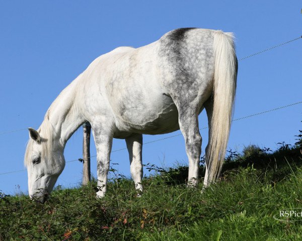 broodmare Agata (polish noble half-breed, 2007, from Agat)