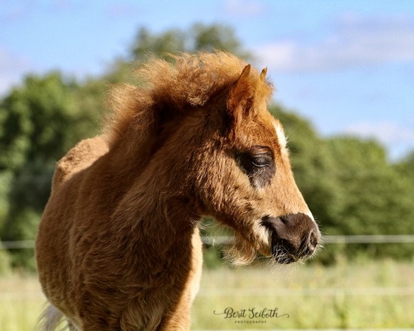 horse Kalor Major Tom (Dt.Part-bred Shetland pony, 2021, from Mister Hotspot van de Beekseweg)