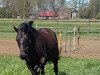 dressage horse Dinara 70 (Trakehner, 2006, from Buddenbrock)