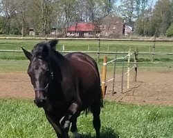 dressage horse Dinara 70 (Trakehner, 2006, from Buddenbrock)