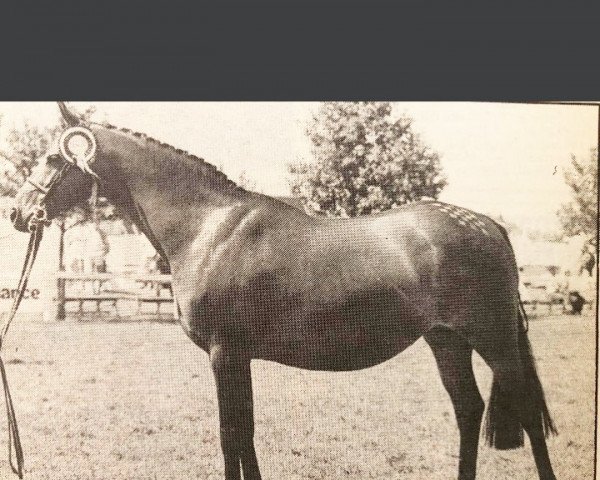 Zuchtstute Trellech Giselle (British Riding Pony, 1976, von Bwlch Hill Wind)