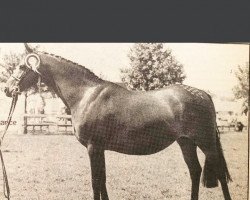 broodmare Trellech Giselle (British Riding Pony, 1976, from Bwlch Hill Wind)