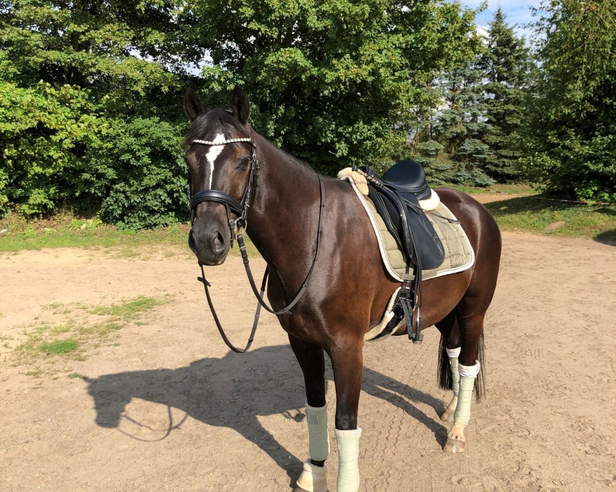 dressage horse Gatsby 182 (German Riding Pony, 2014, from Greylight)