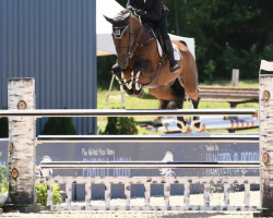 jumper Barambo (Oldenburg show jumper, 2009, from Baloubet du Rouet)