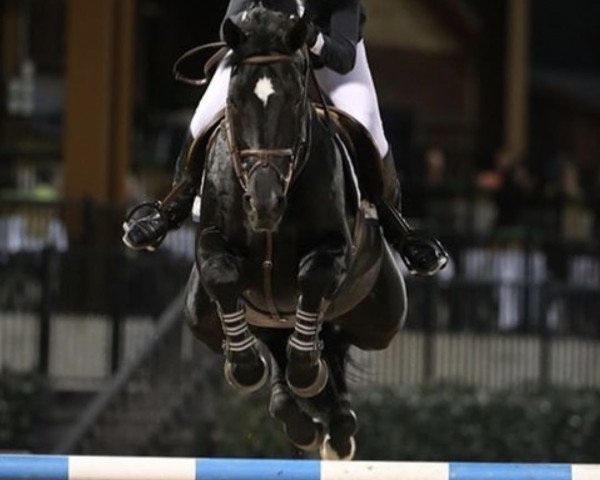 jumper Falke-N (KWPN (Royal Dutch Sporthorse), 2010, from Namelus R)