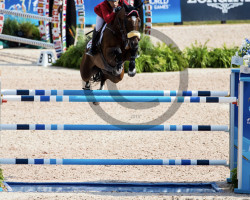 jumper Jumpy van de Hermitage (Belgian Warmblood, 2009, from Toulon)