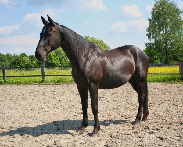 broodmare Sari VI (Trakehner, 1999, from Aspirant)