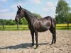 broodmare Sari VI (Trakehner, 1999, from Aspirant)