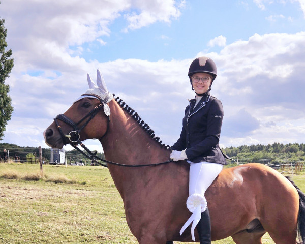 jumper Nemo von Bovert (German Riding Pony, 2014, from Nico)