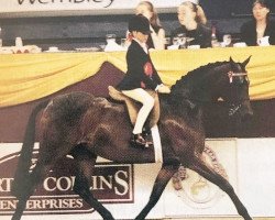 horse Kavanaghs Dream (British Riding Pony, 1995, from Cusop Fingerprint)