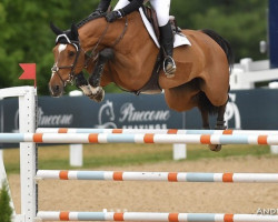 jumper Dirkie Z (Zangersheide riding horse, 2005, from Dutch Capitol)