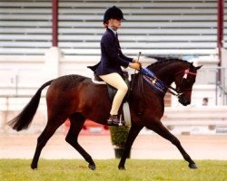 Pferd Ainthorpe Splendid Morning (British Riding Pony, 2000, von Colbeach Splendour)