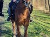 dressage horse Blue Boy 86 (unknown, 2002)