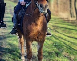 dressage horse Blue Boy 86 (unknown, 2002)