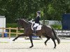 dressage horse Faridero (KWPN (Royal Dutch Sporthorse), 2018, from Ferdinand)