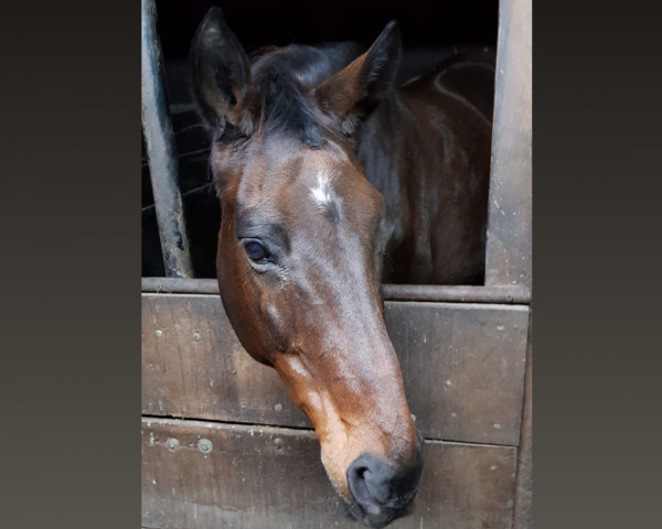 Pferd Galdina xx (Englisches Vollblut,  , von Helikon xx)