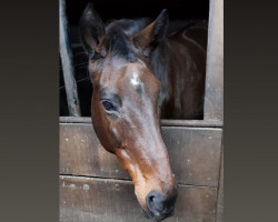 horse Galdina xx (Thoroughbred,  , from Helikon xx)