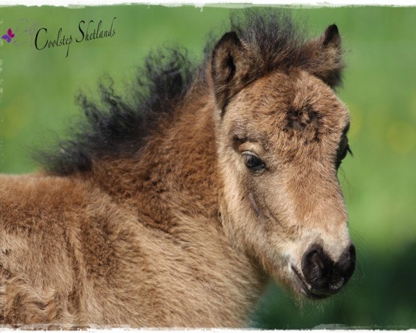 Springpferd Coolstep Marilyn Monroe (Shetland Pony, 2016, von Vulkan vom Melkweg)