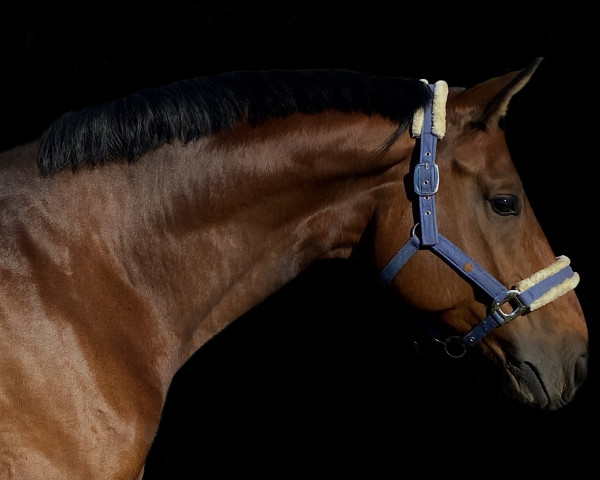 dressage horse Alabasto (Hanoverian, 2015, from Alabaster)