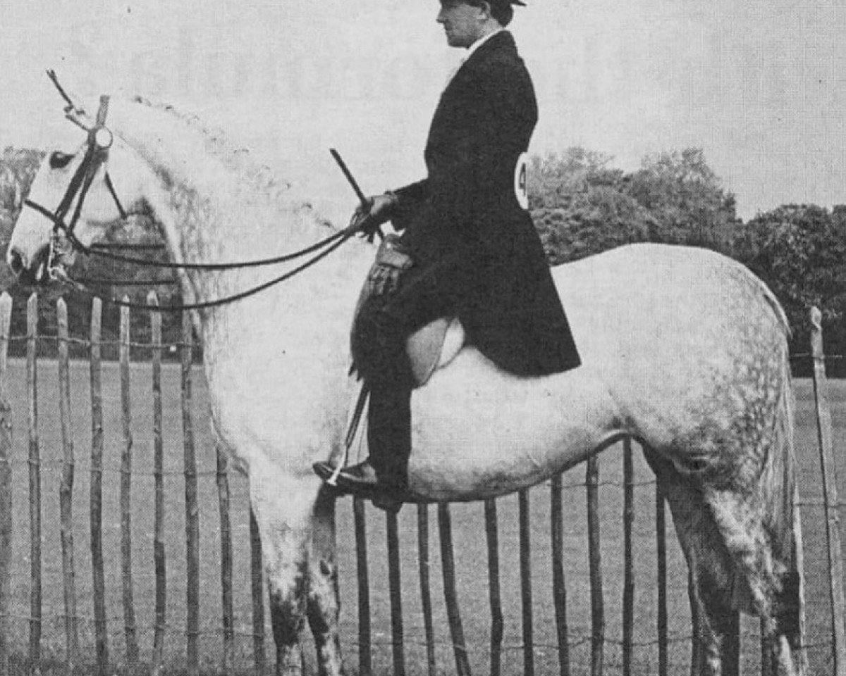 Pferd Shalbourne Last Waltz (Hack (Pferd), 1964, von Silverdale Minstrel)