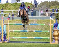 jumper Ilanca (KWPN (Royal Dutch Sporthorse), 2013, from Harley)