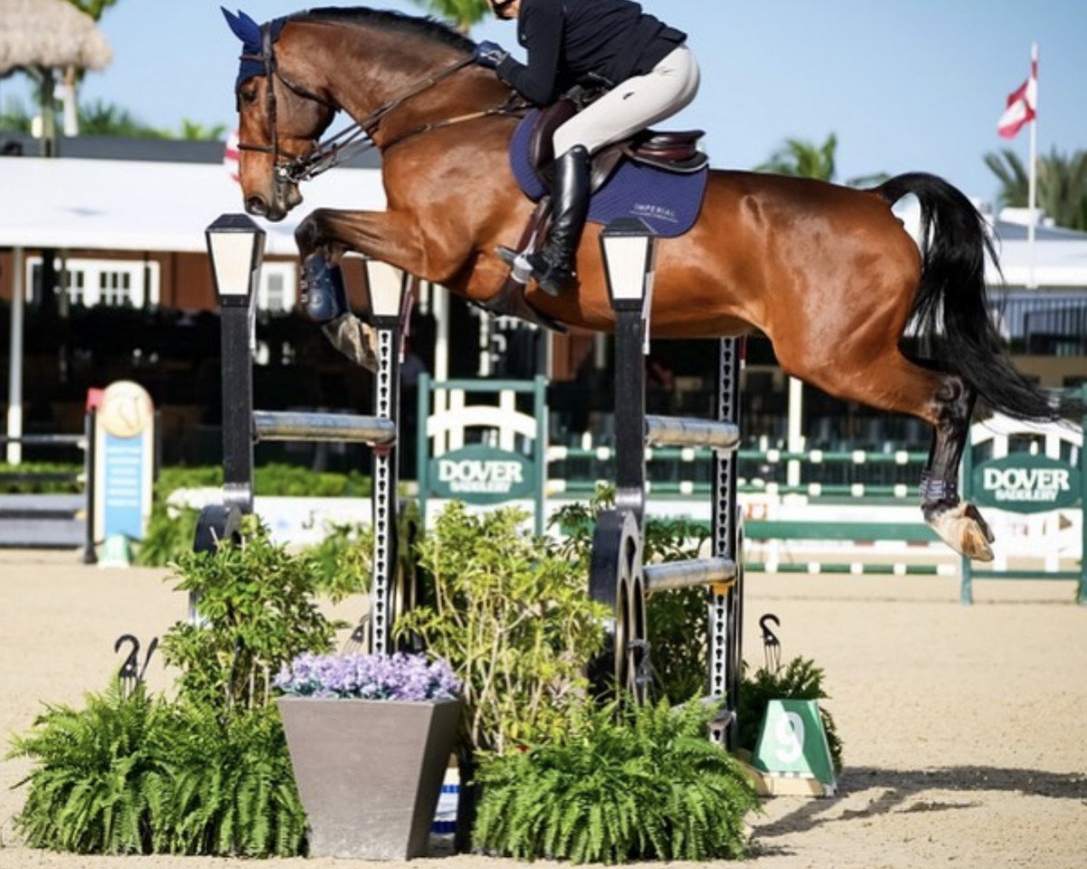 Springpferd Charleston de Delavallee (Selle Français, 2012, von Diamant de Semilly)